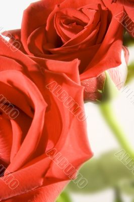 red roses