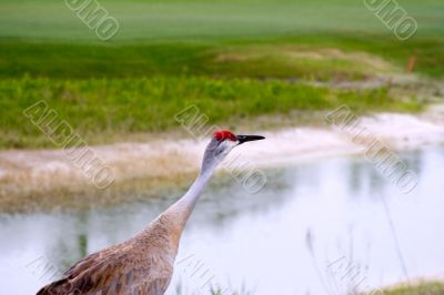 sandhill crane