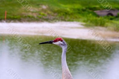 sandhill crane