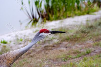 sandhill crane