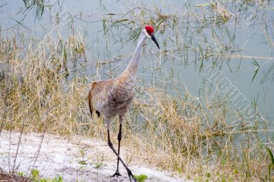 sandhill crane