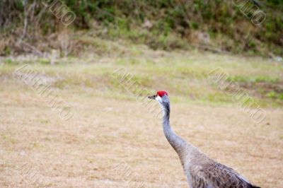 sandhill crane