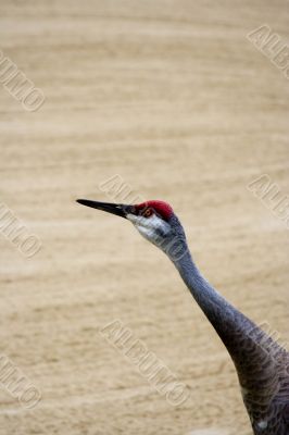 sandhill crane