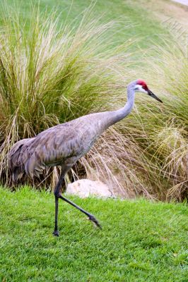 sandhill crane