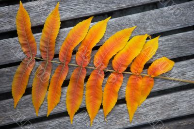 colorful leaves