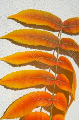 multicoloured leaves