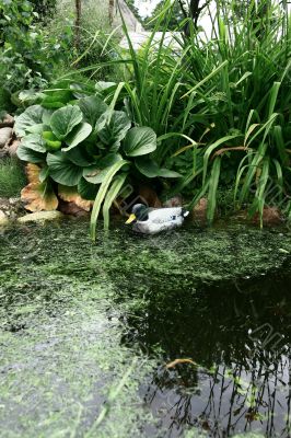Pond with duck