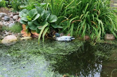 Pond with duck