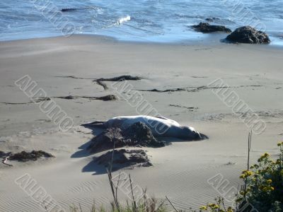 Sea Elephants