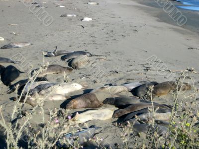 Sea Elephants