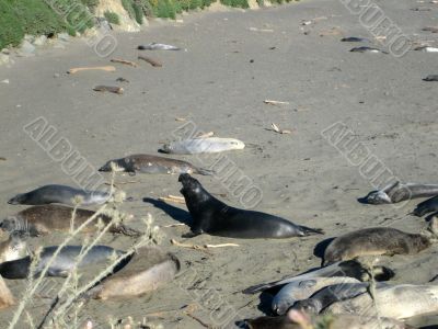 Sea Elephants