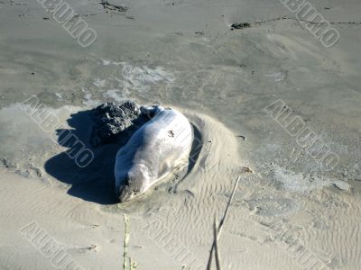 Sea Elephants