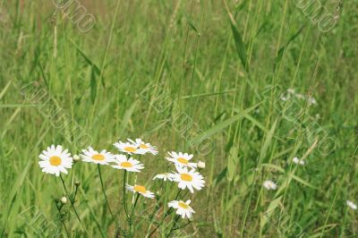 Grass with a camomile