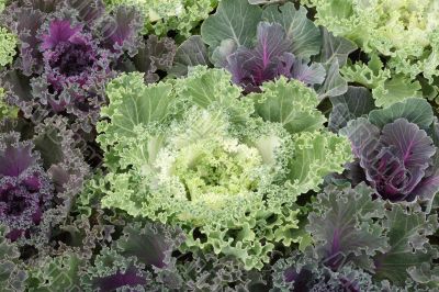Ornamental cabbage