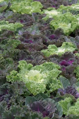 Kale, focus on white leaves