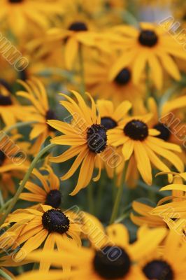 black eyed susan