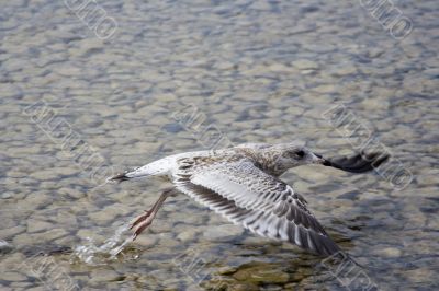 Taking Flight