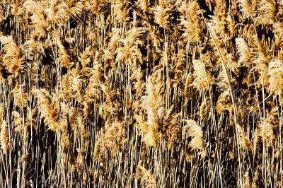 Tall grass