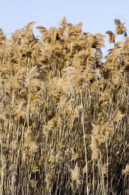 Tall grass