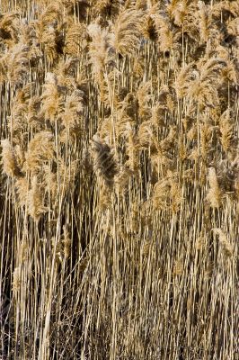 Tall grass