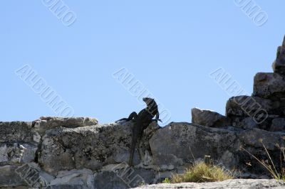 Tulum lizard