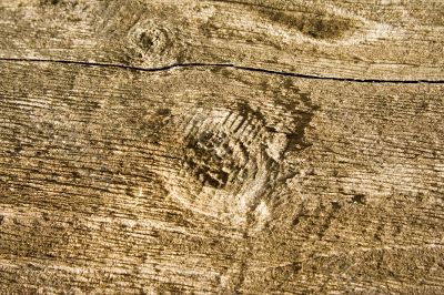 wood grain