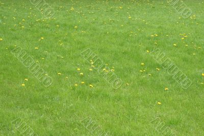 Grass with yellow dandelions