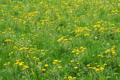 Meadow of yellow dandelions