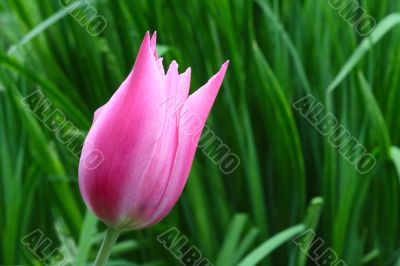 Pink tulip