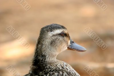 Duck Head