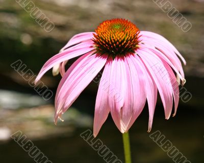 Wildflower