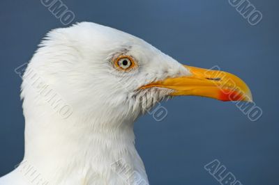 Seagull profile