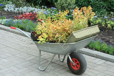 Wheelbarrow full of plants