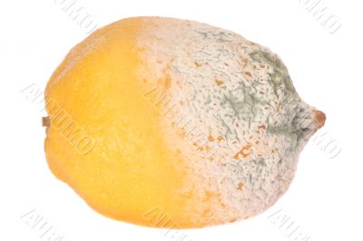 Lemon fruit half-damaged