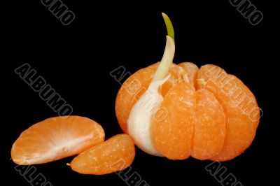 Mandarin with garlic clove