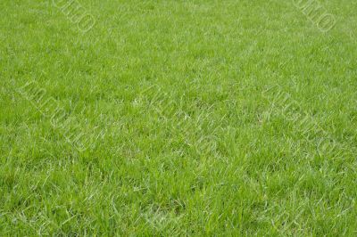 Spring green grass