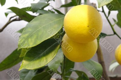 Lemon branch