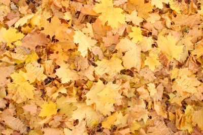 Fallen maple leaves