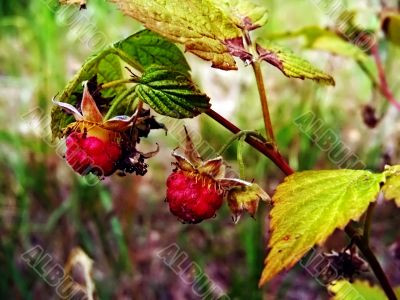 wild rasberry