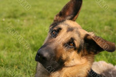 German shepherd