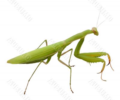 Praying Mantis isolated