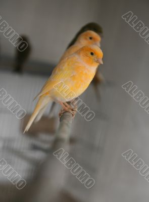 Orange canary