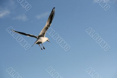 Seagull flight