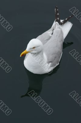 Swimming Seagull