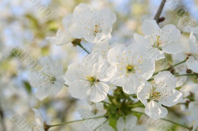 Blooming