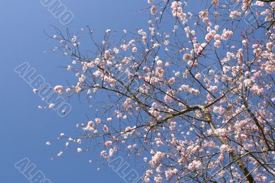 Tree in blossom