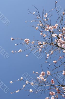Tree in blossom