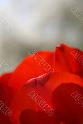 Bright red Tulip