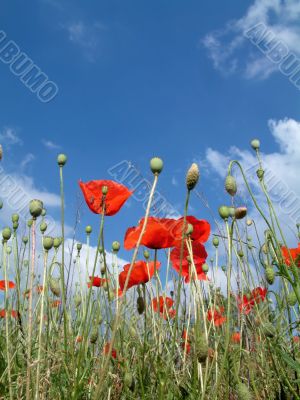 Poppies In A Field