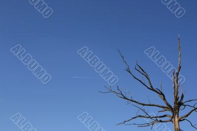 Dead tree